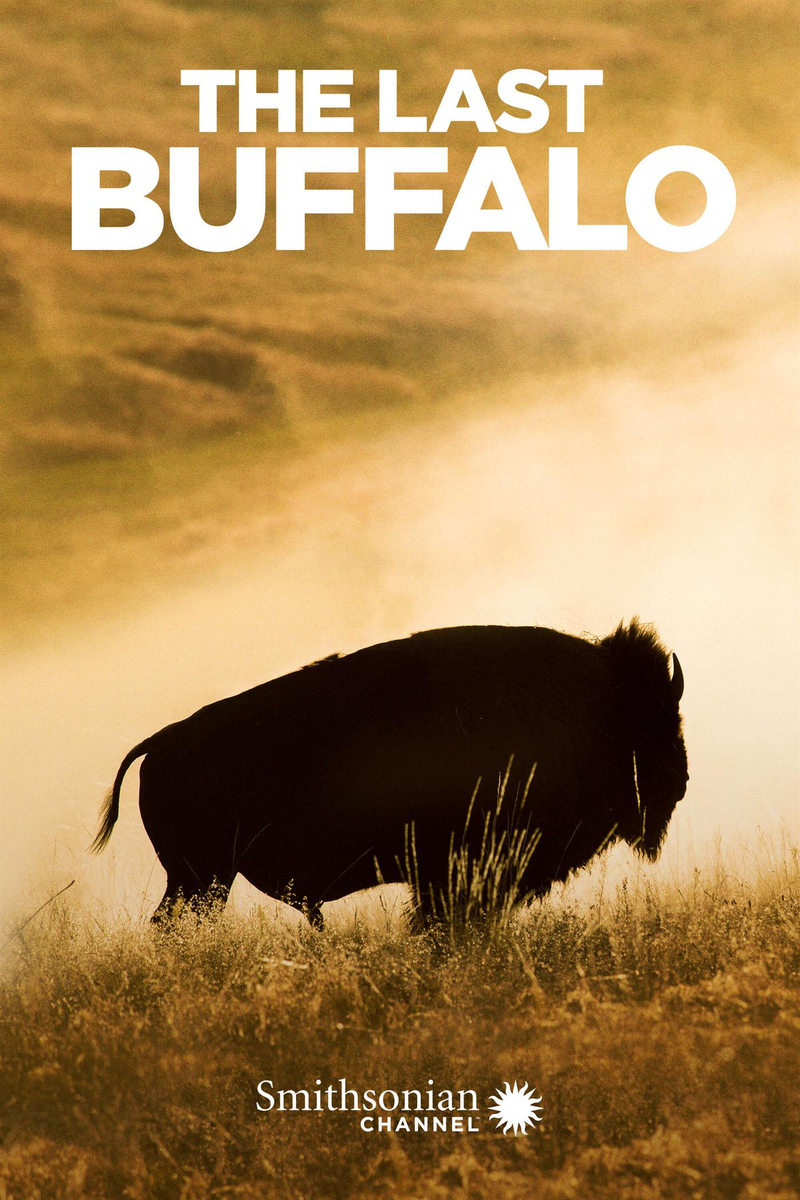 Watch The Last Buffalo Stream now on Paramount Plus