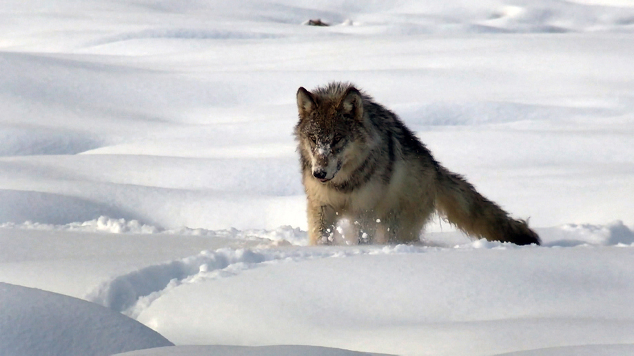 Wolves Of Yellowstone Full Documentary Discovery Channel Watch 60 Minutes Overtime: The wolves of Yellowstone - Full show on CBS